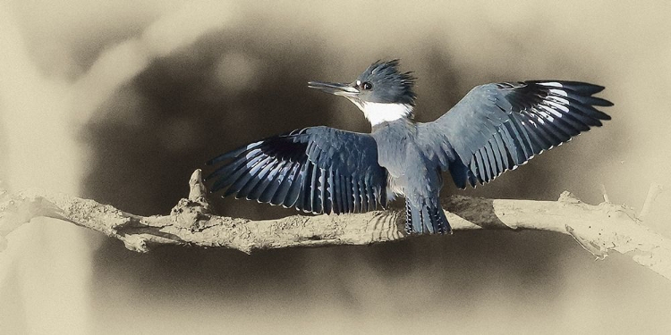 Picture of KINGFISHER II