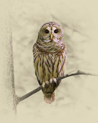 Picture of BARRED OWL 1