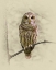 Picture of BARRED OWL 1
