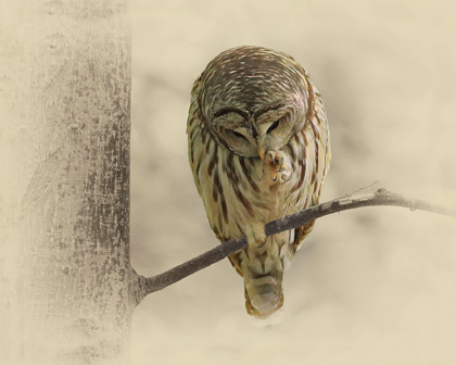 Picture of BARRED OWL 2