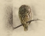Picture of BARRED OWL 2