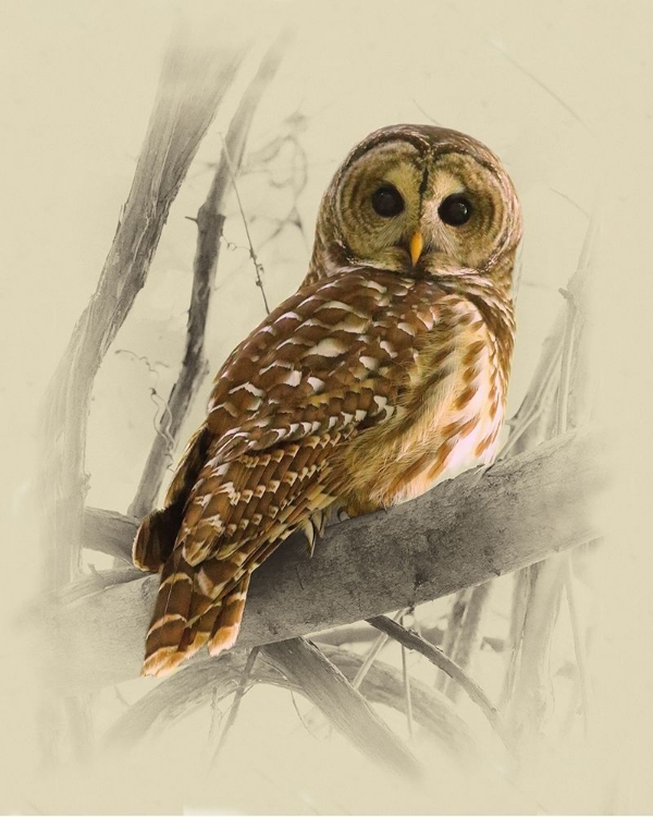 Picture of BARRED OWL 3