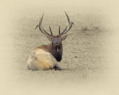 Picture of BULL ELK AT REST