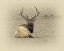 Picture of BULL ELK AT REST