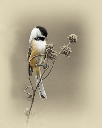 Picture of BLACK CAPPED CHICKADEE 1