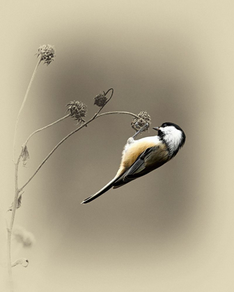 Picture of BLACK CAPPED CHICKADEE 2