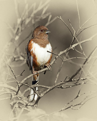 Picture of EASTERN TOWHEE FEMALE