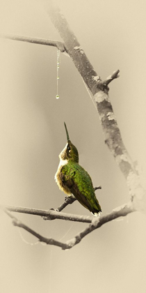 Picture of HUMMINGBIRD WITH DEW DROP