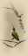 Picture of HUMMINGBIRD WITH DEW DROP