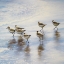 Picture of SAND DANCERS SQUARE