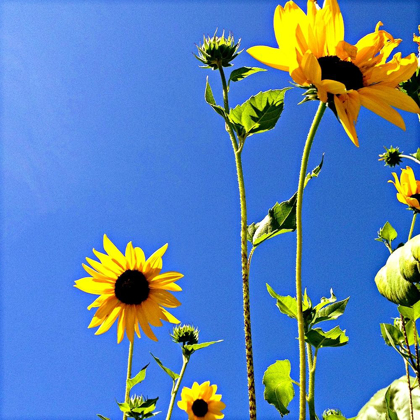 Picture of SUNFLOWERS AND SKY
