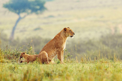 Picture of A LIONS TAIL