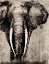 Picture of ELEPHANT ON NEWSPAPER