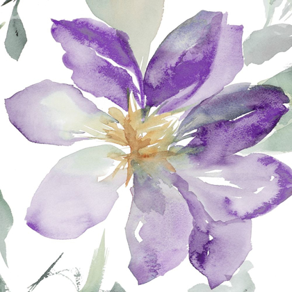 Picture of CLEMATIS IN PURPLE SHADES II