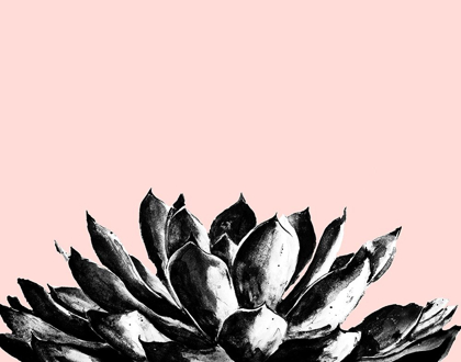 Picture of AGAVE ON BLUSH
