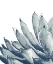 Picture of BLUE AGAVE ON WHITE I