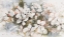 Picture of PEACH BLOSSOM