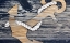 Picture of THE GOLD SEA ANCHOR