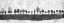 Picture of DARK INK TREES
