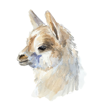 Picture of SIDE PORTRAIT LLAMA