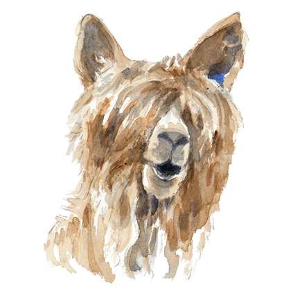 Picture of SHAGGY LLAMA