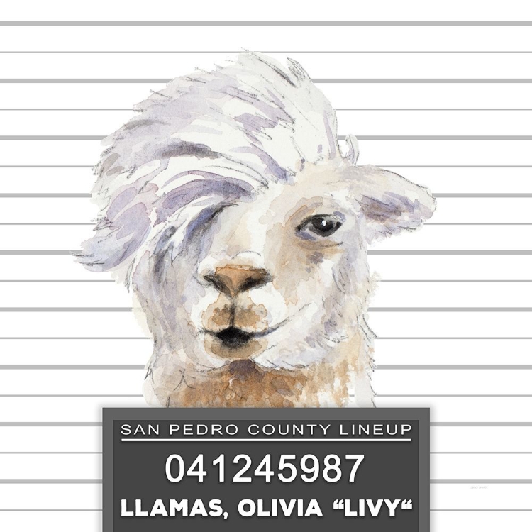 Picture of LLAMAS LIVY
