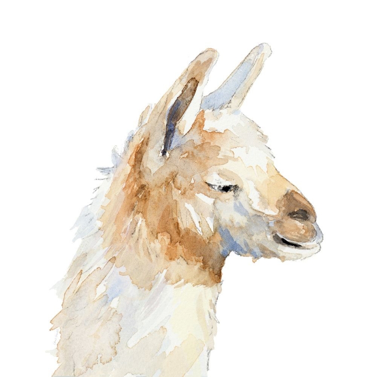 Picture of SLEEPY LLAMA