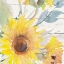 Picture of BLOOMING SUNFLOWER SQUARE II