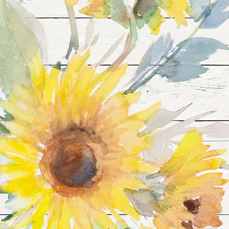 Picture of BLOOMING SUNFLOWER SQUARE II