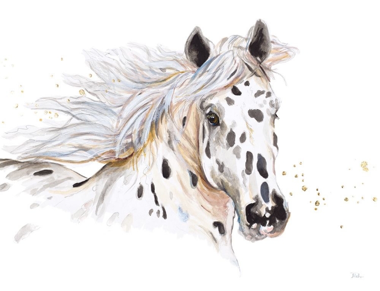 Picture of APPALOOSA
