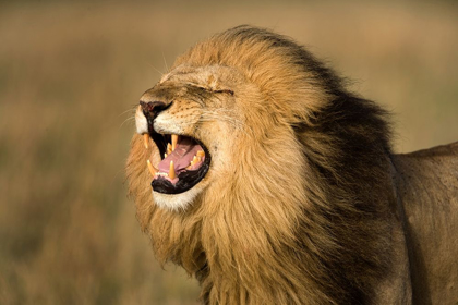 Picture of LION ROAR