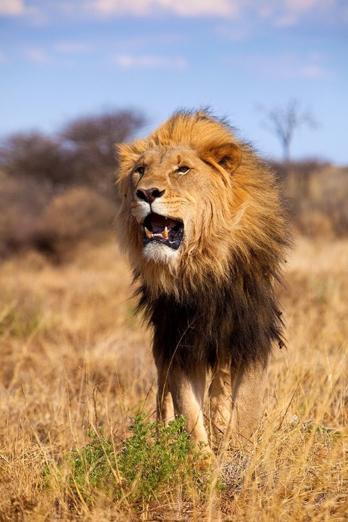 Picture of A LIONS ROAR