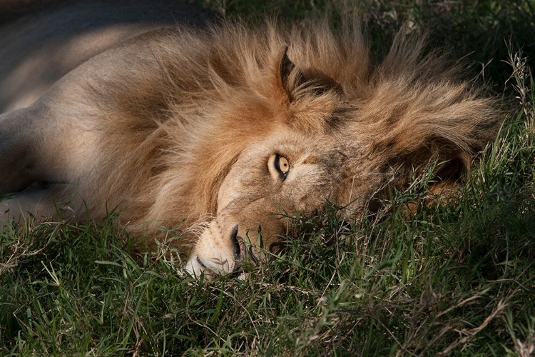 Picture of SLEEPING LION