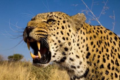 Picture of FIERCE LEOPARD