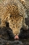 Picture of LEOPARD TAKING A BREAK