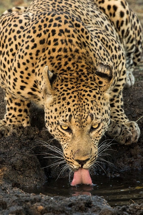 Picture of LEOPARD TAKING A BREAK