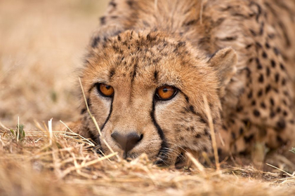 Picture of CHEETAH RESTING