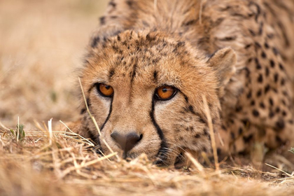 Picture of CHEETAH RESTING