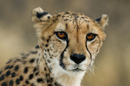 Picture of CHEETAH STARE