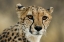 Picture of CHEETAH STARE