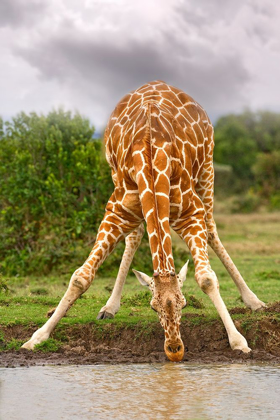 Picture of DRINKING GIRAFFE