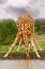 Picture of DRINKING GIRAFFE