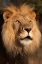 Picture of LION AT SUNSET