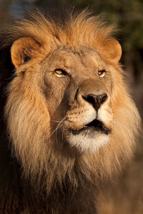 Picture of LION AT SUNSET