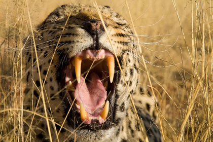 Picture of LEOPARD GROWL