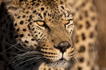 Picture of CHEETAH STARE