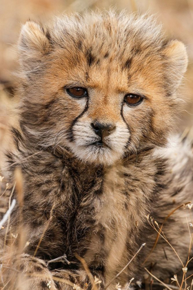 Picture of BABY CHEETAH