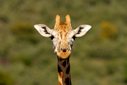 Picture of CURIOUS GIRAFFE