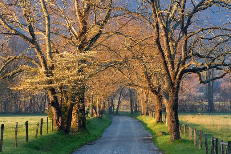 Picture of SUNSET PATH