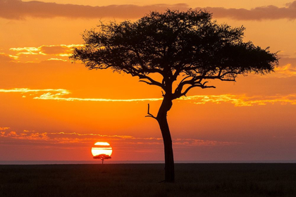 Picture of AFRICAN SUNSET II